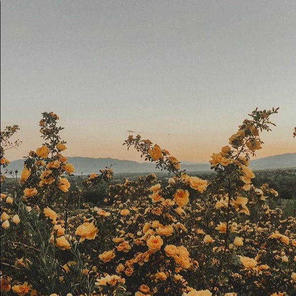 Meet your Posher, Sharmin - Picture 1 of 1